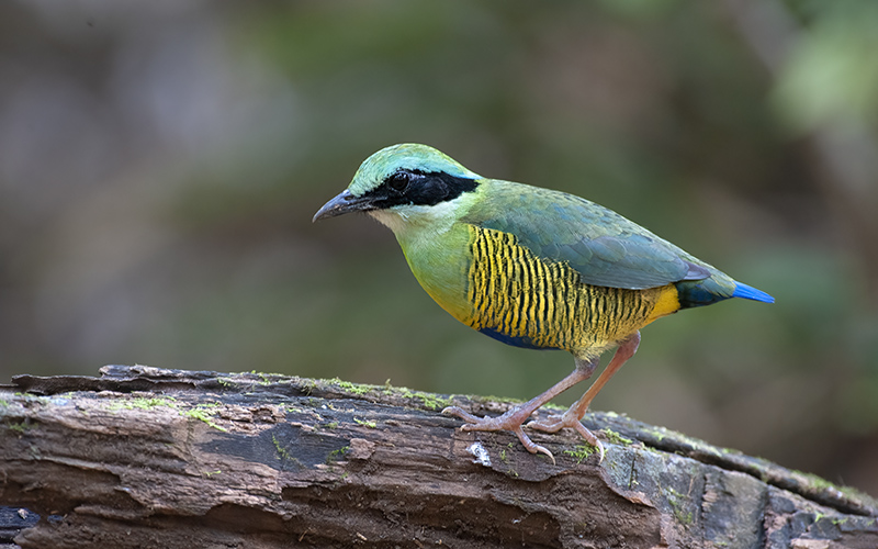 A male of Bar-bellied Pitta at Cat Tien National Park, Southern Vietnam.